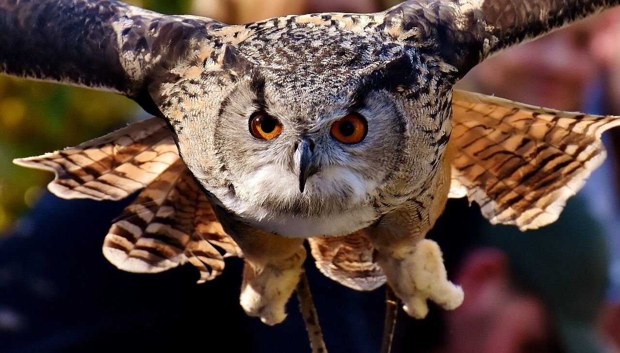 Spiritual animal owl - symbolism
