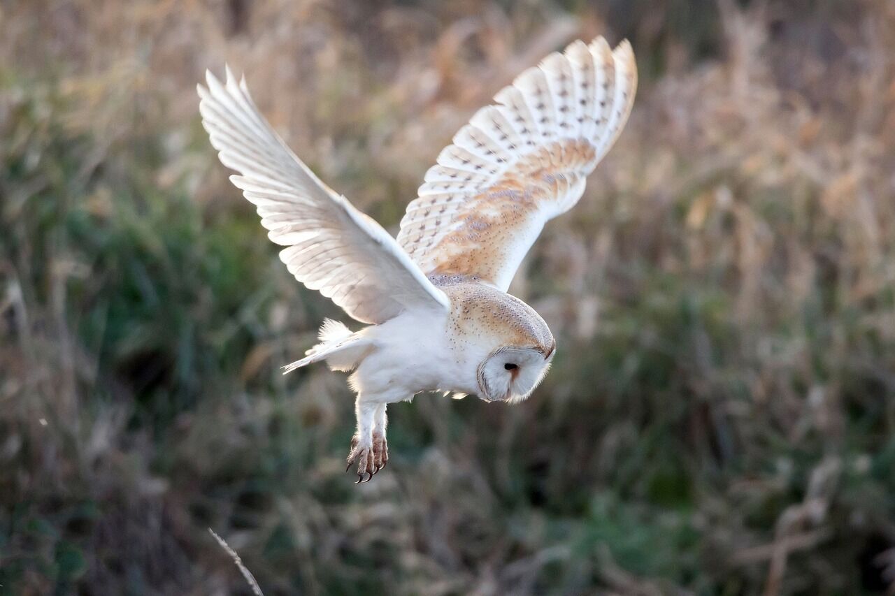 White owl - meaning