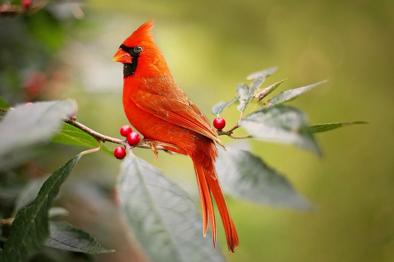 Cardinal bird - spiritual significance