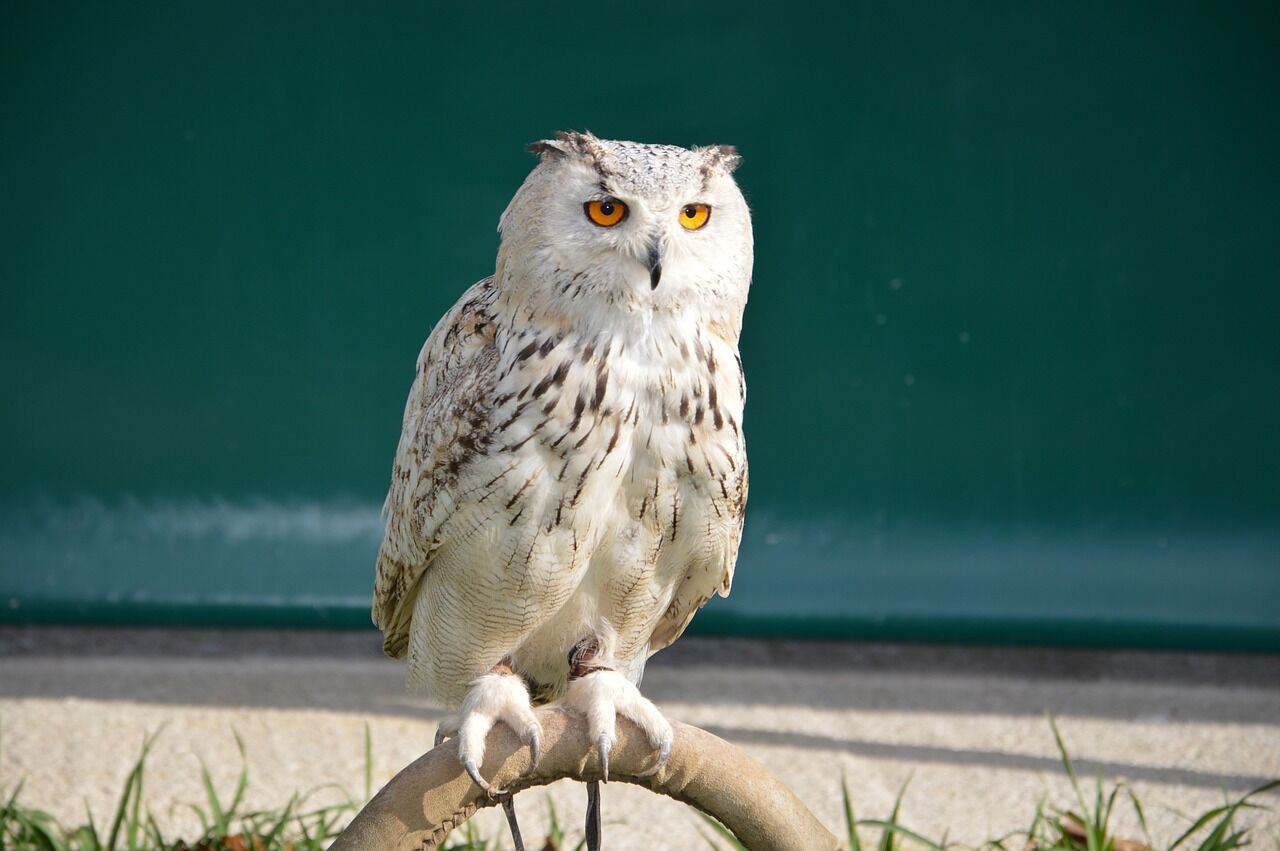 Owl - spiritual meaning