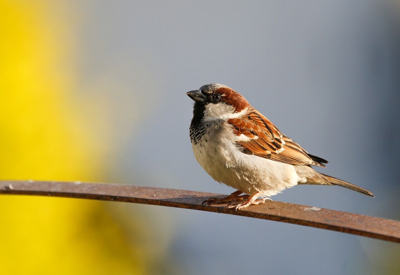 Sparrow - spiritual significance