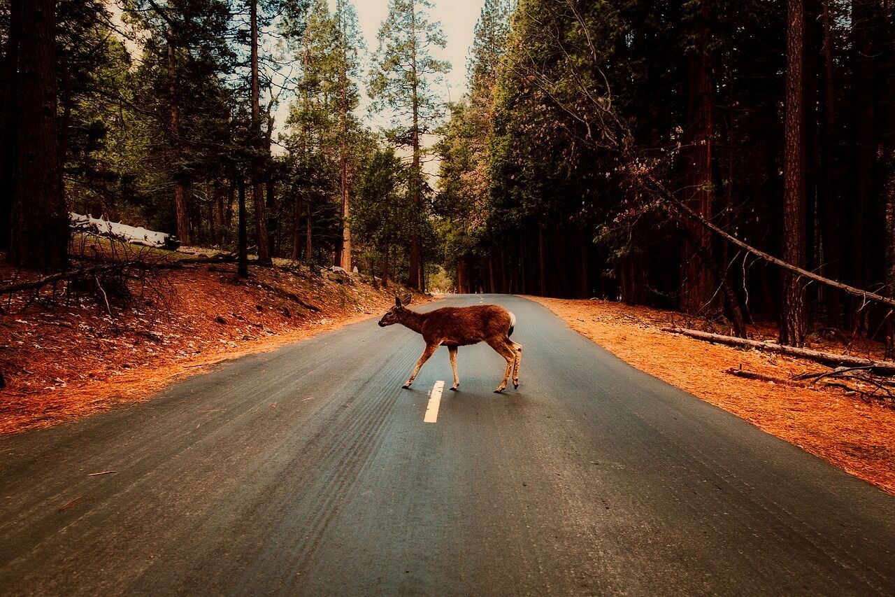 Deer on the road - significance of the encounter