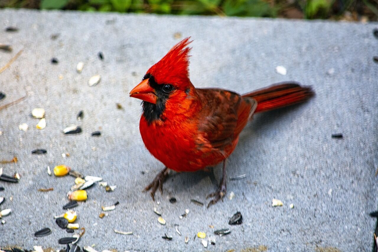 Cardinal - spiritual significance