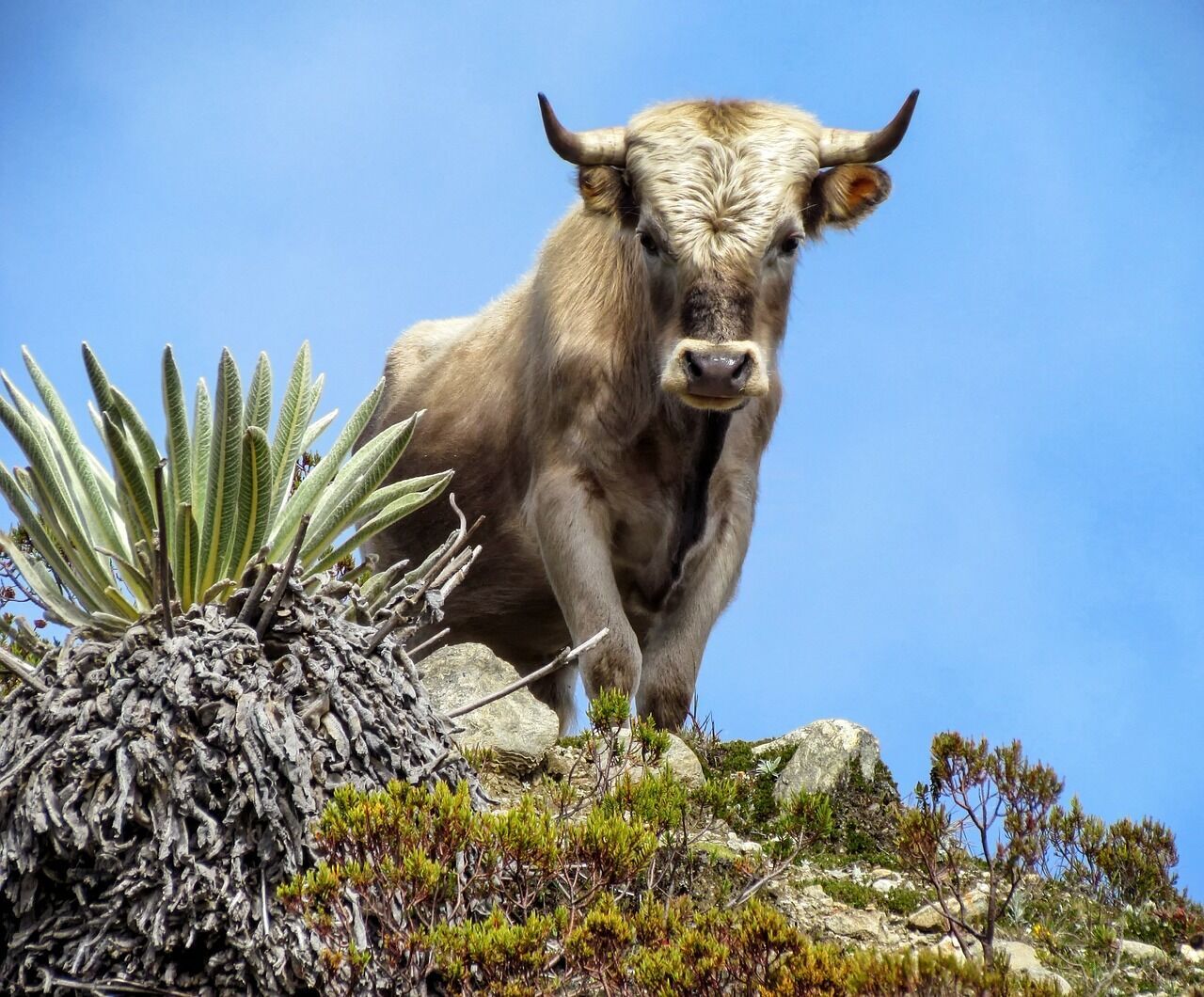 The spiritual power of the bull