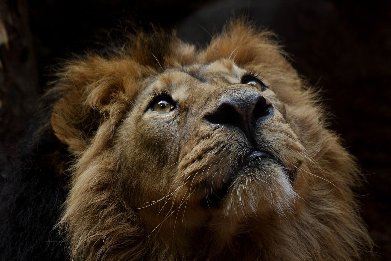 The spiritual power of the lion