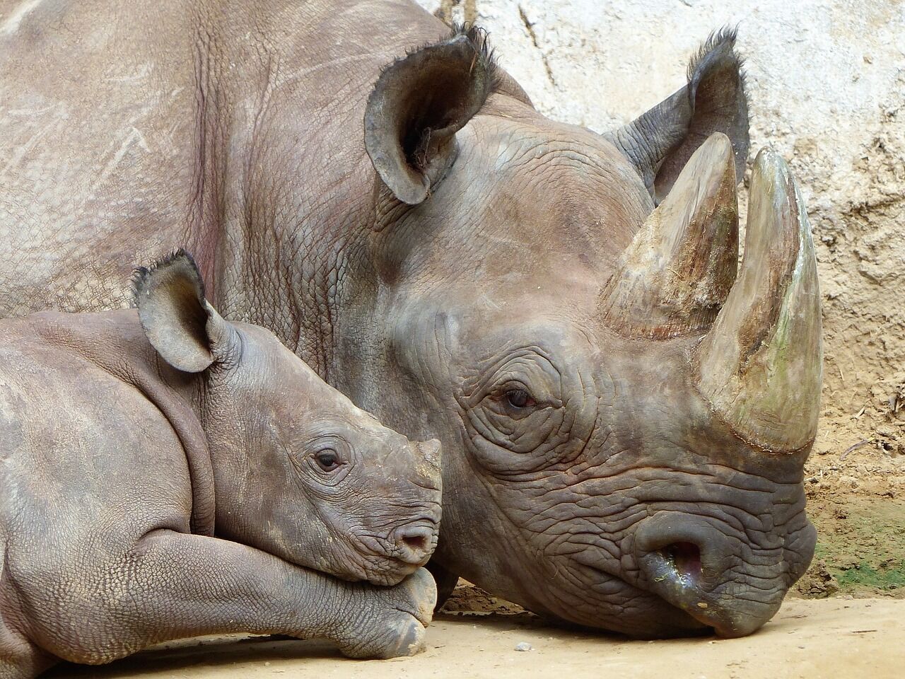 The spiritual power of the rhino