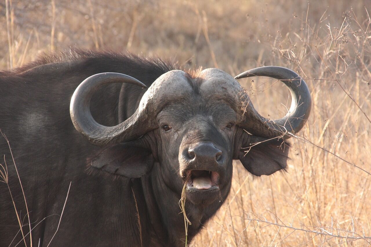 The spiritual power of the buffalo