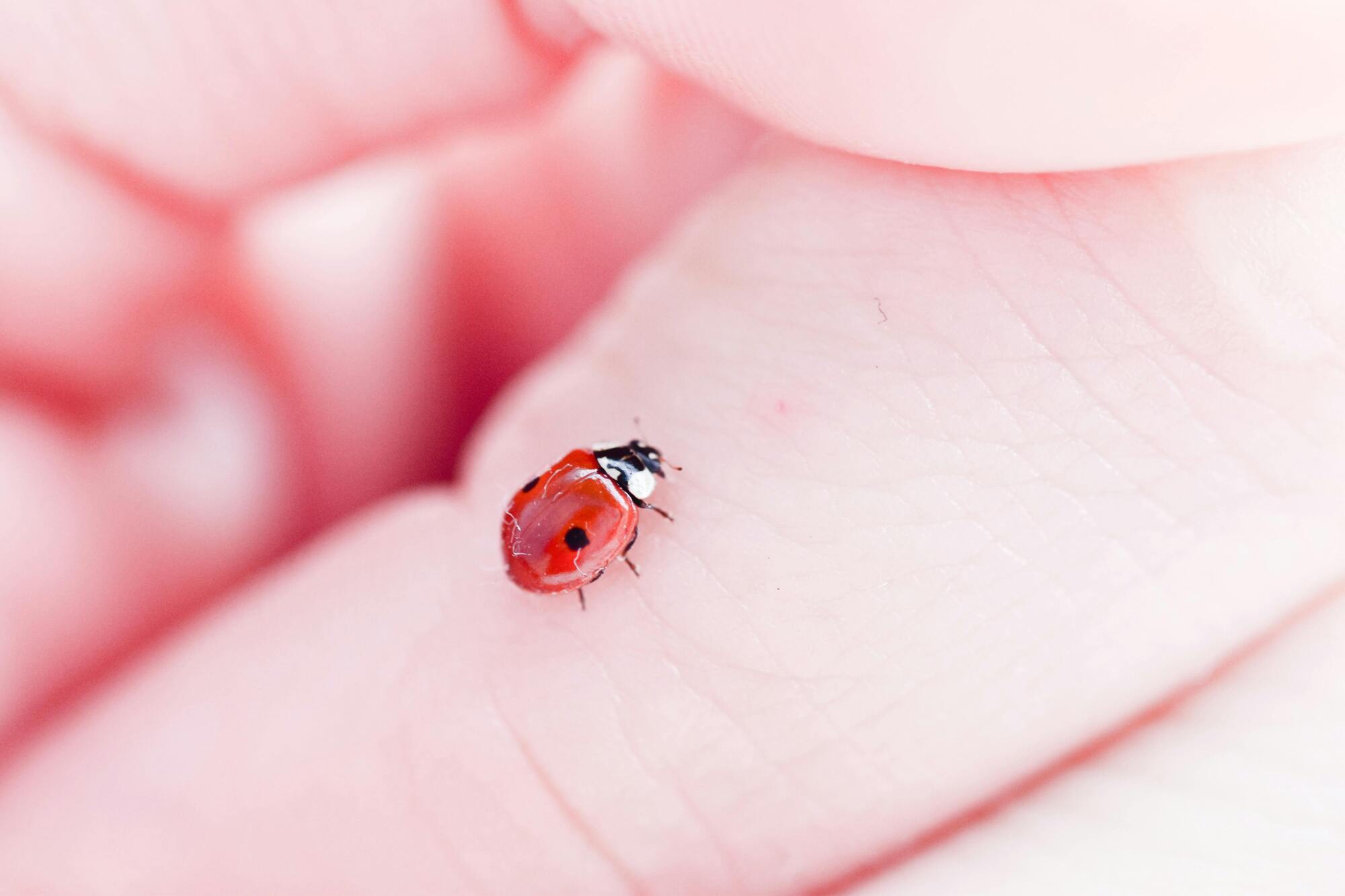 The ladybug is a spirit animal