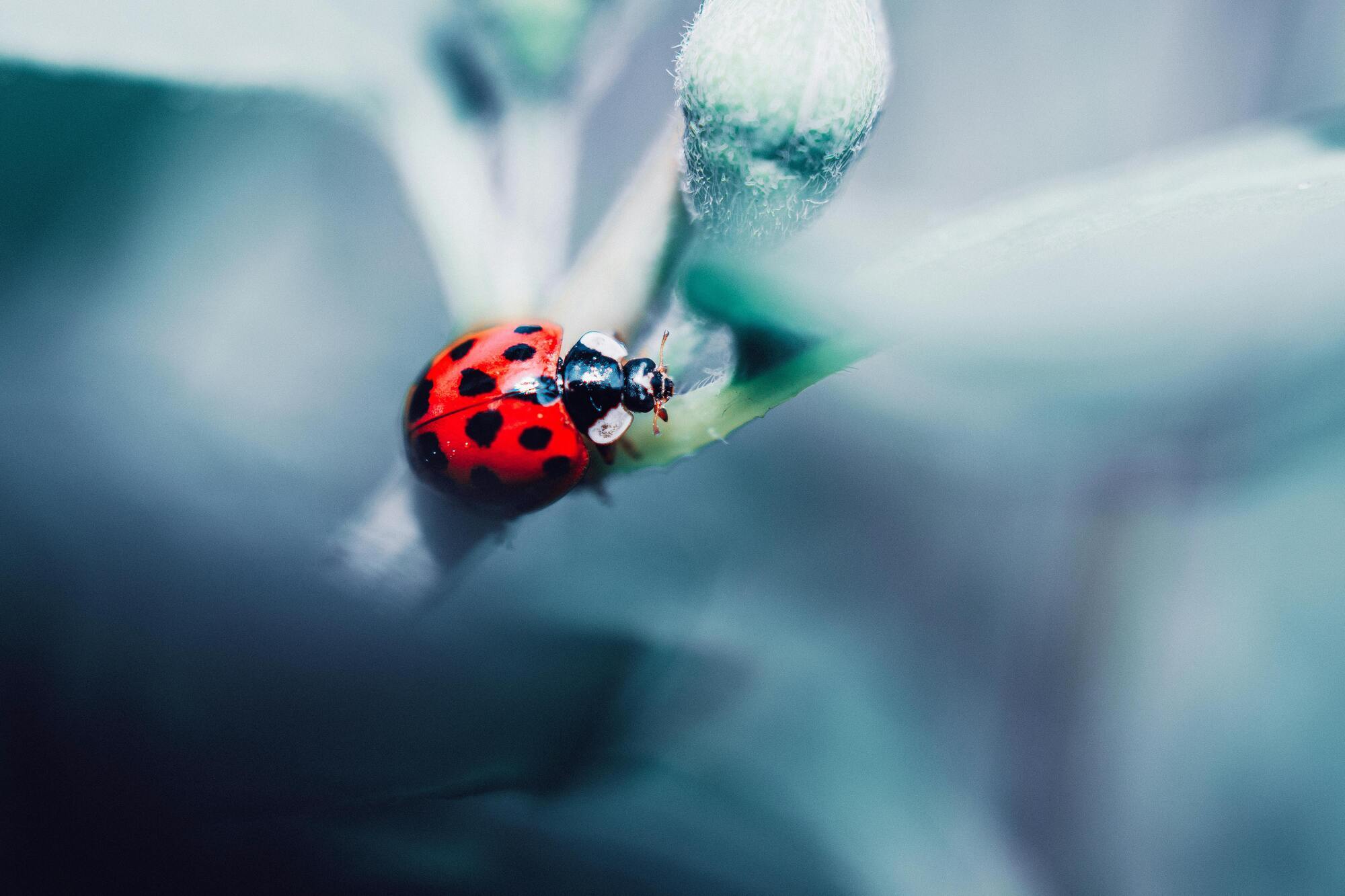 A dream about a ladybug