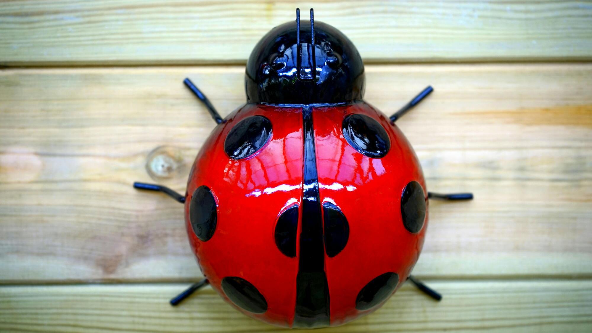 The symbol of the ladybug