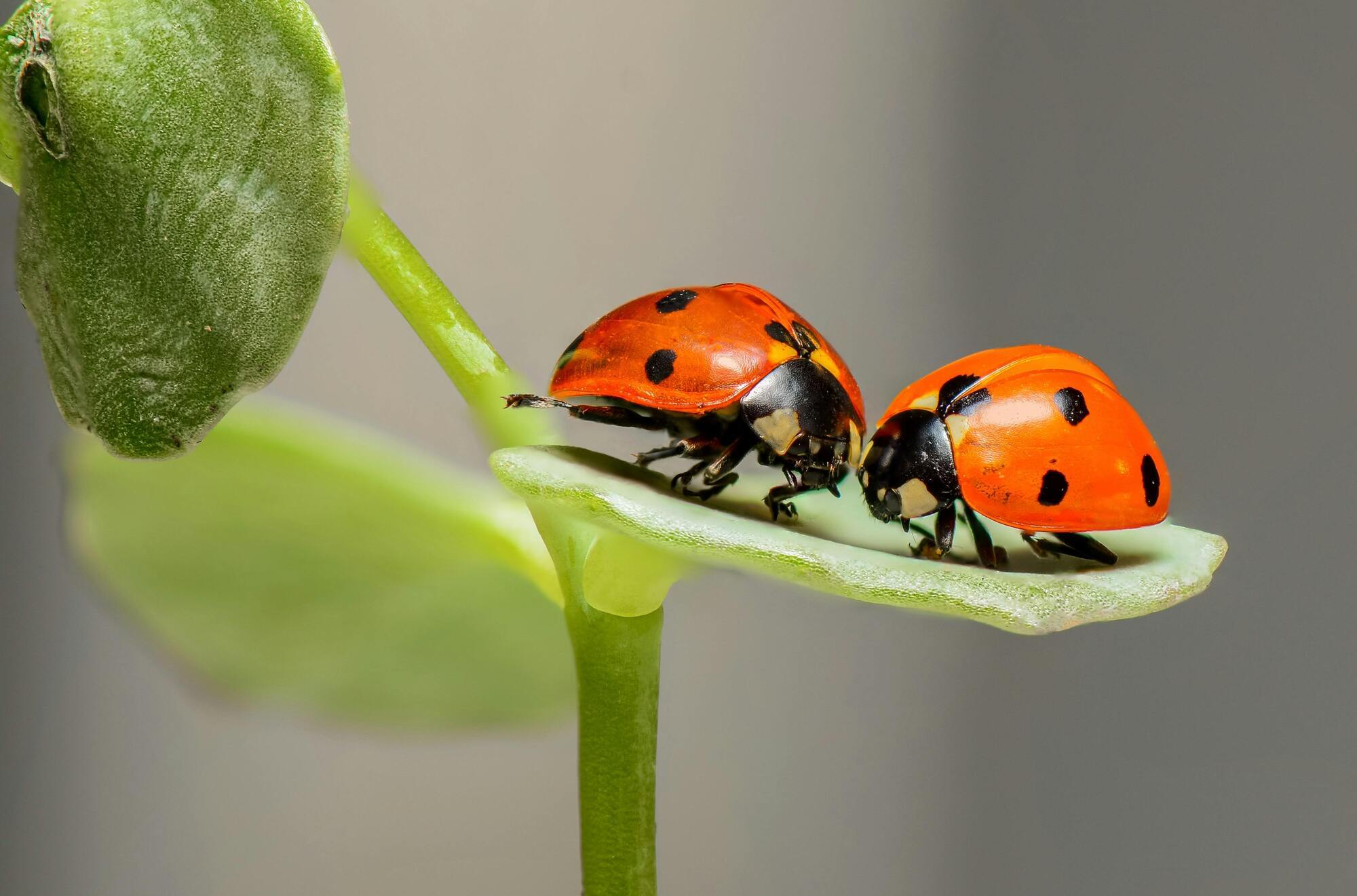 Totem ladybug
