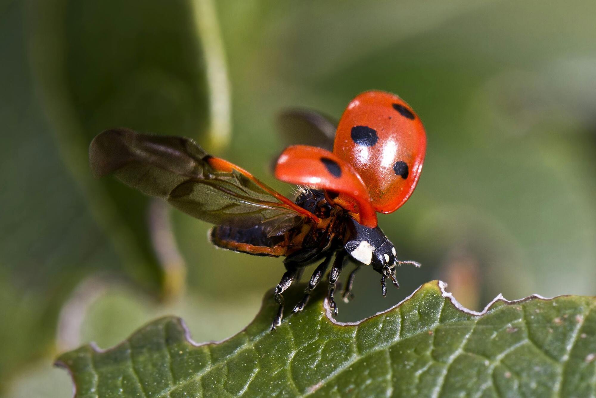 The death of the spirit animal ladybug.