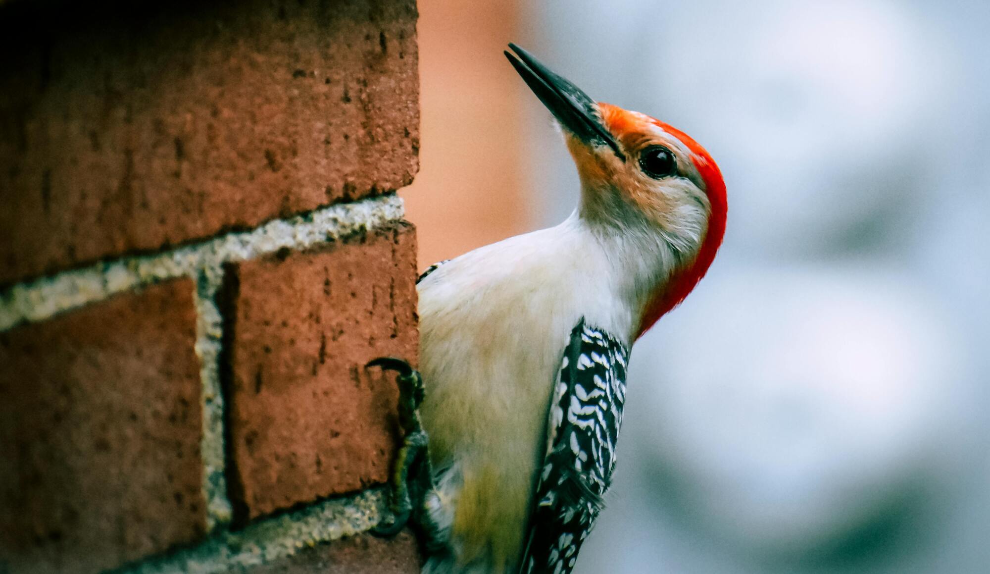 The woodpecker is the spirit animal of Cancer