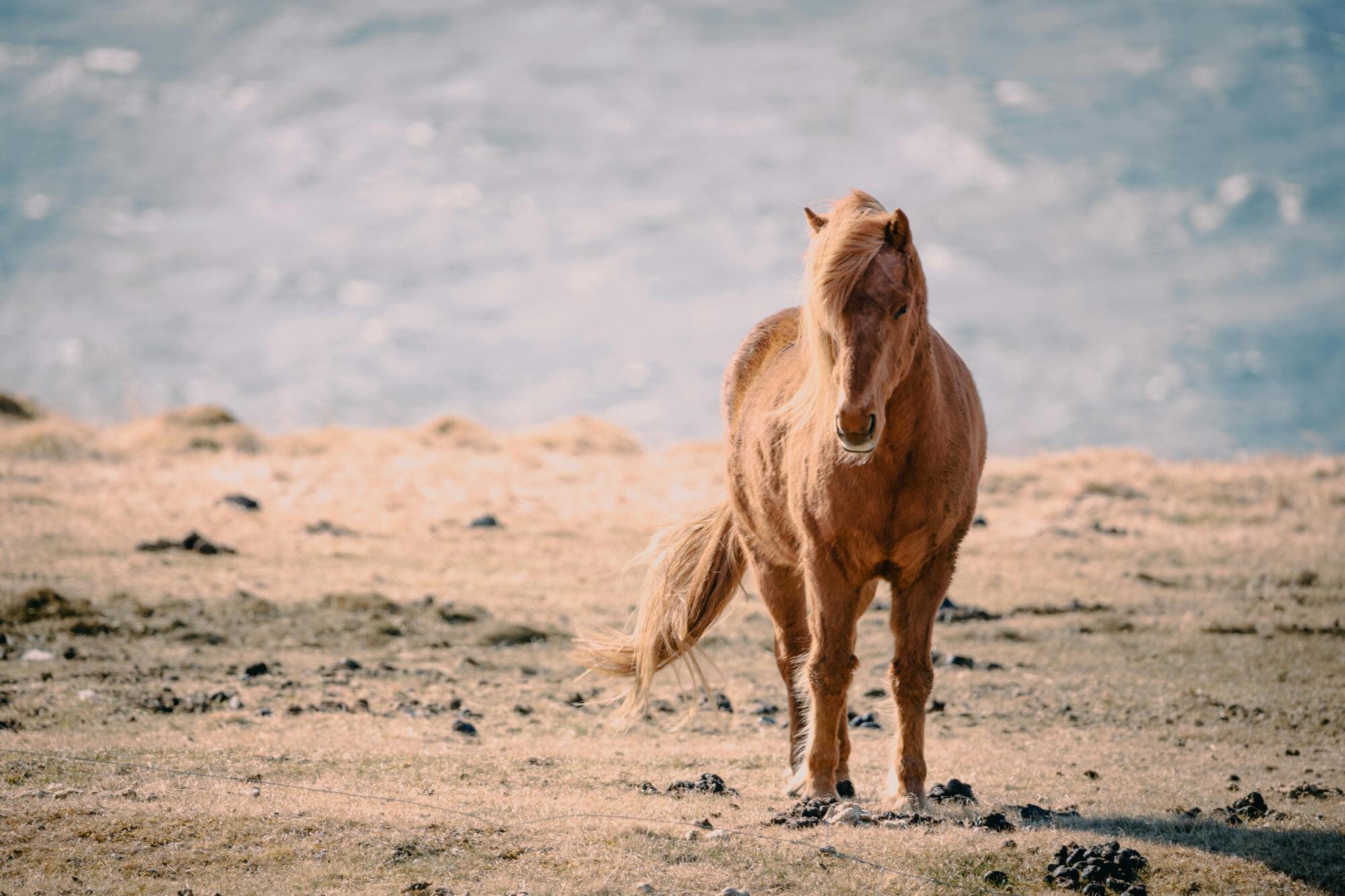 The wild horse is the spirit animal of Sagittarius