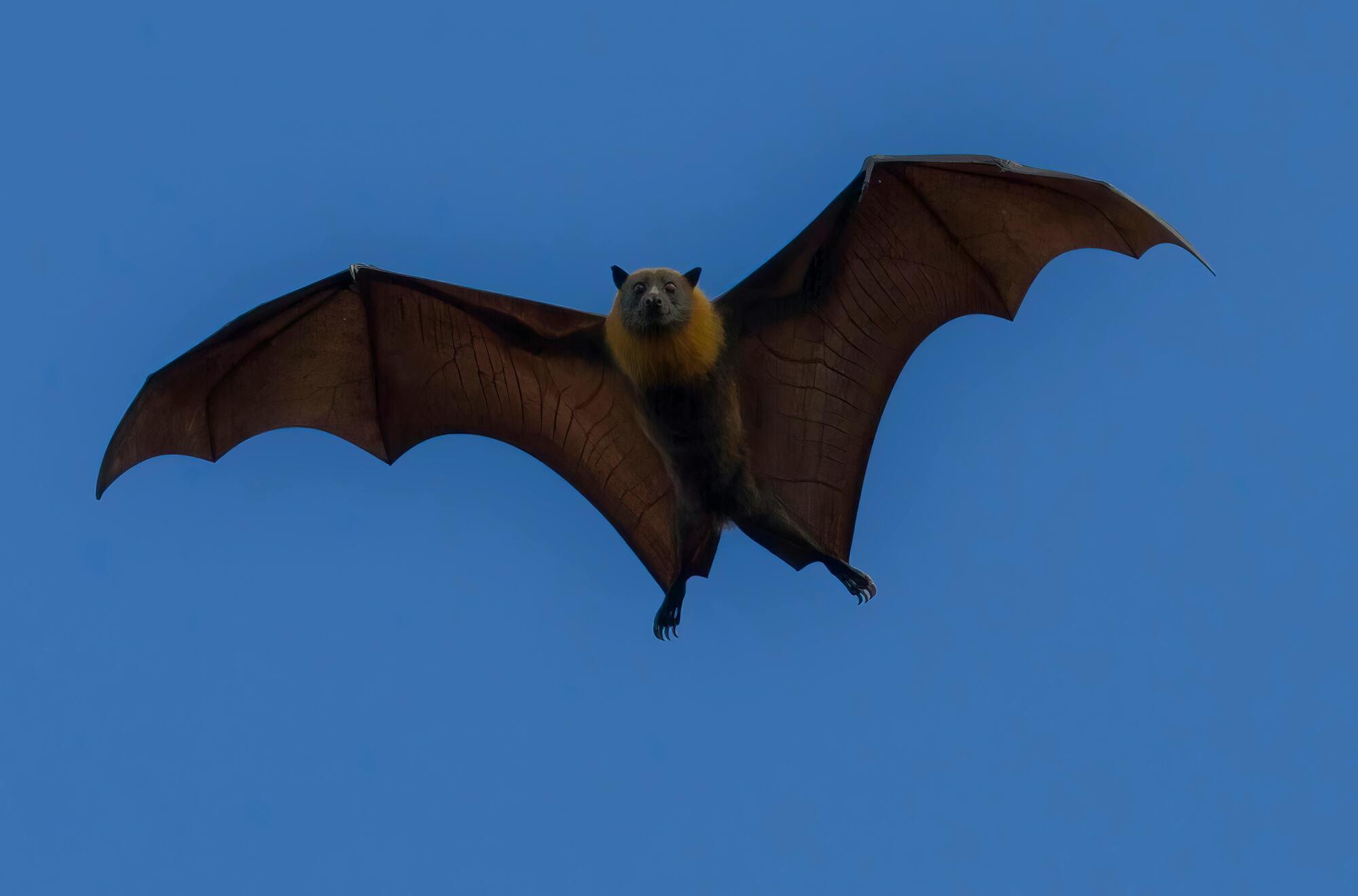 The bat is a Aries' spirit animal