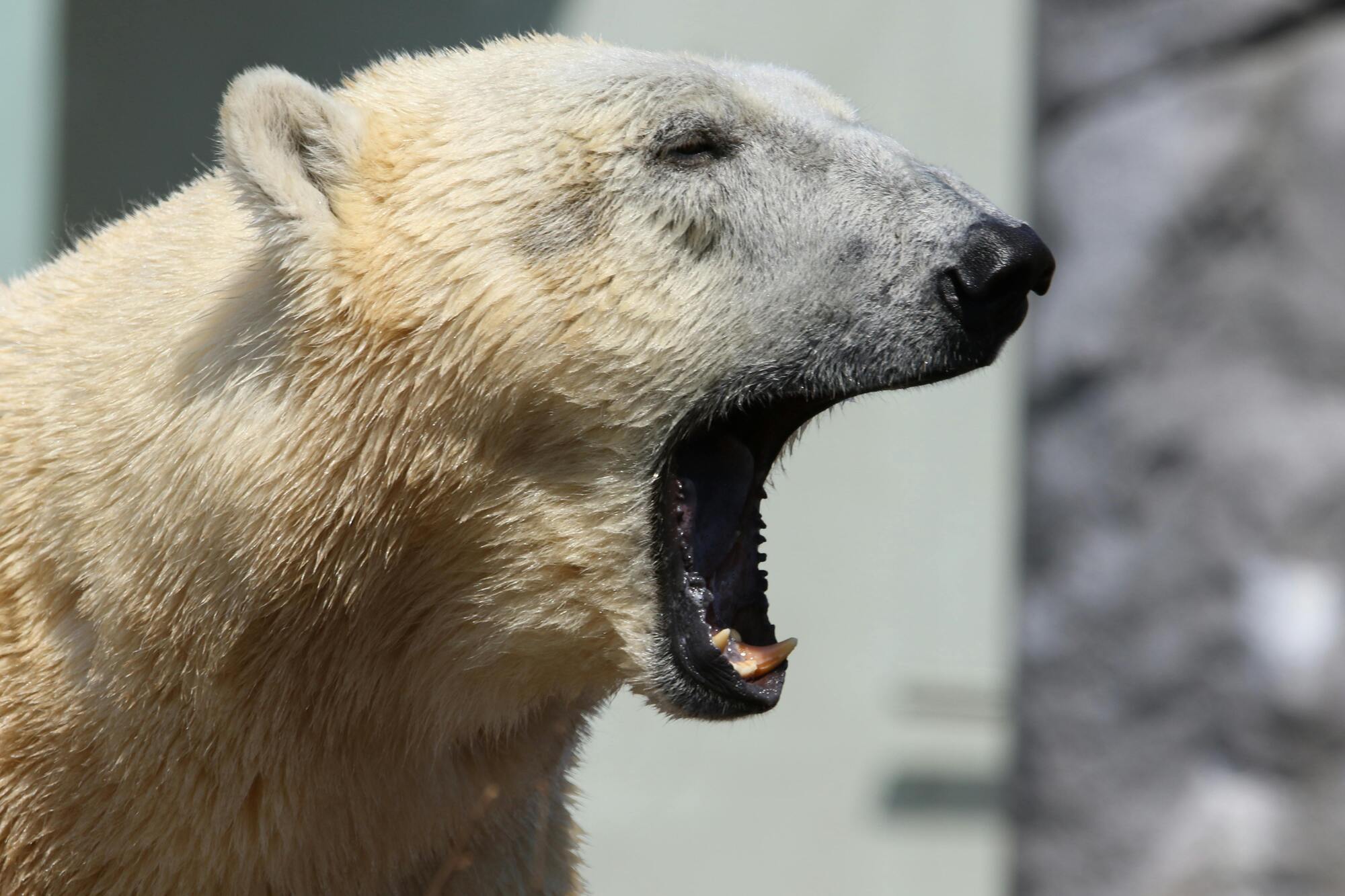The polar bear is the spirit animal of Taurus