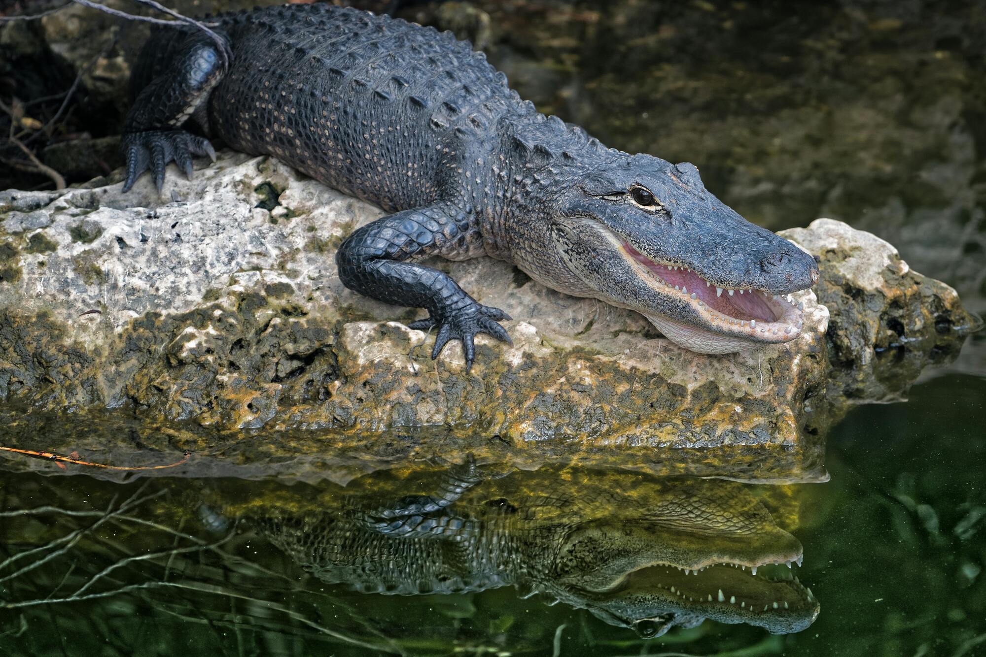 The alligator is Capricorn's spirit animal.