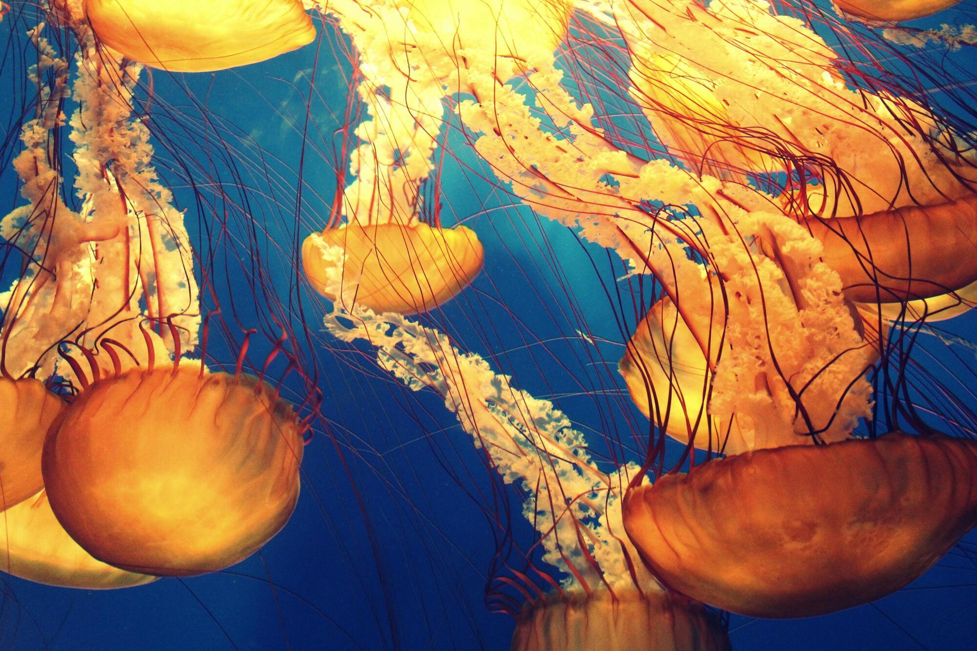 Jellyfish is the spirit animal of Libra