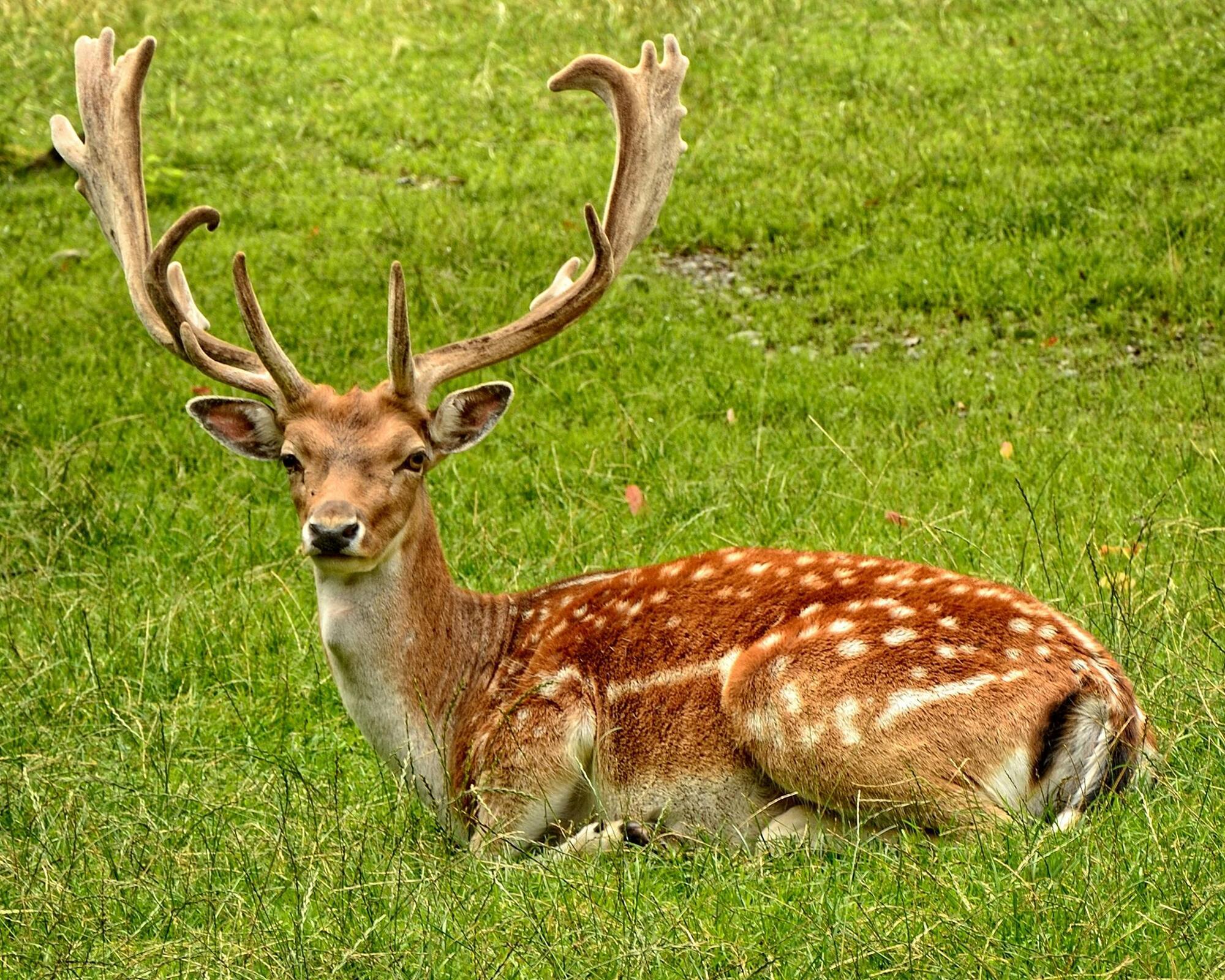 The deer is the spirit animal of Gemini