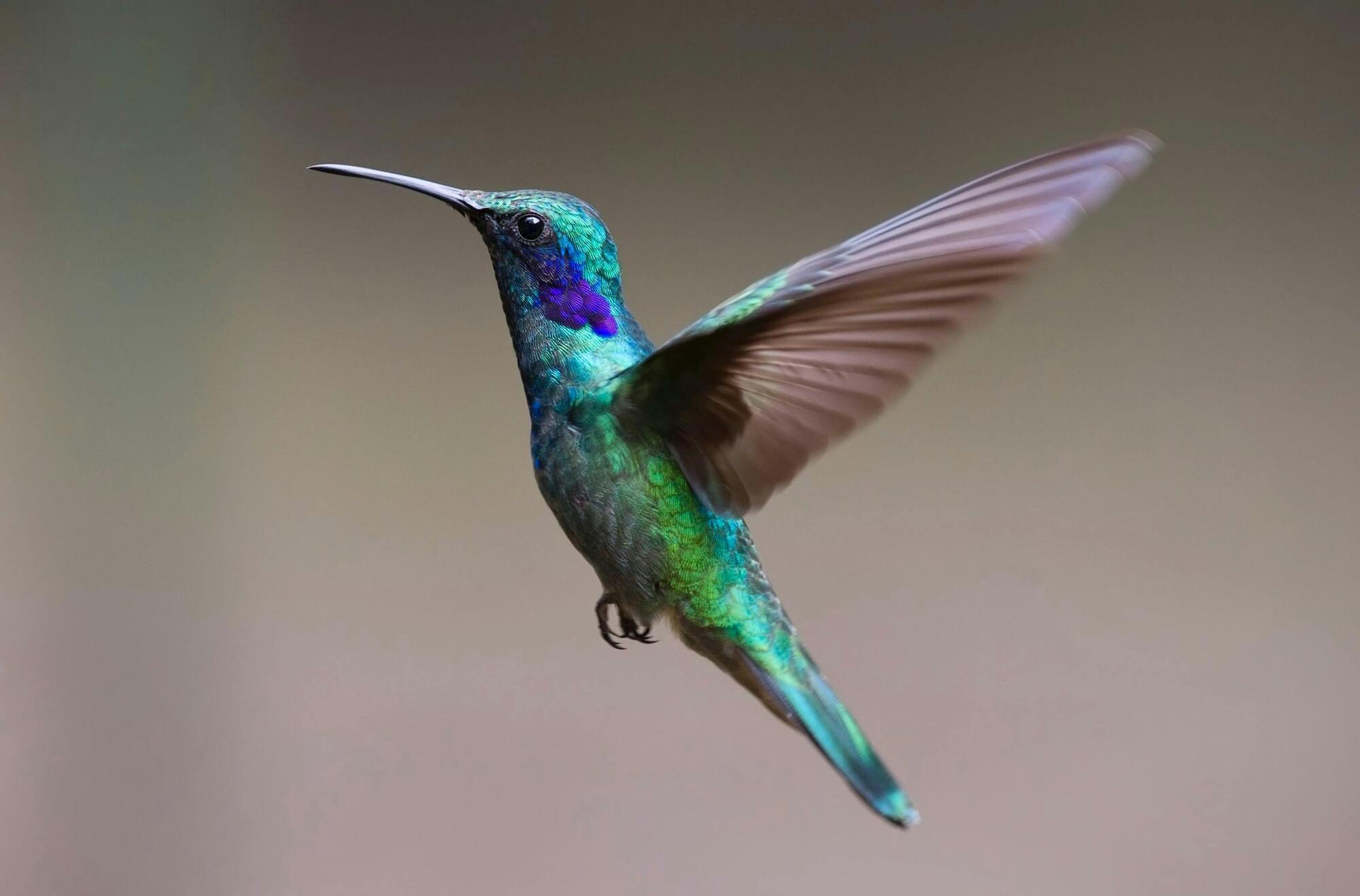 The hummingbird is the spirit animal of Virgo