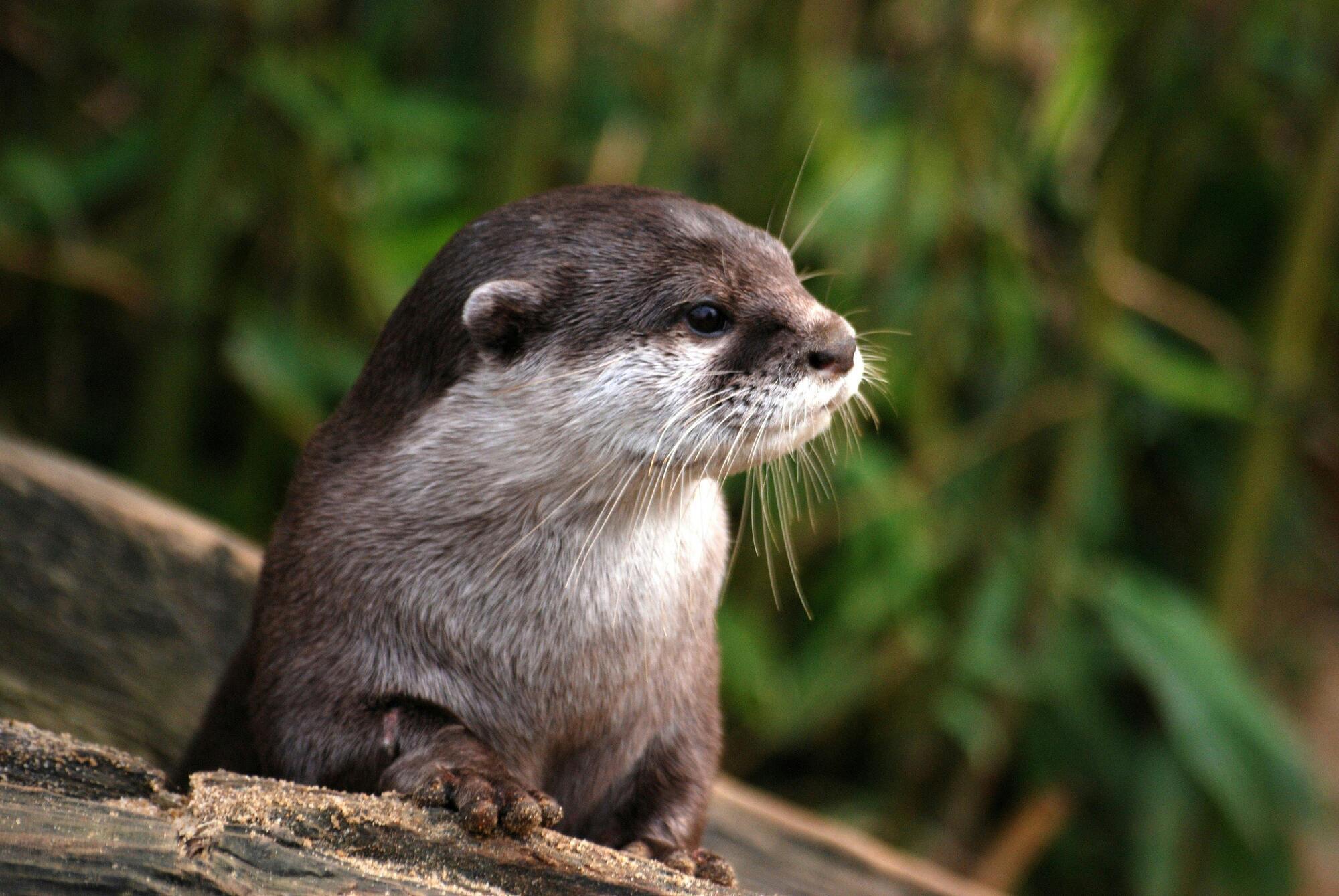 The otter is the spirit animal of Leo