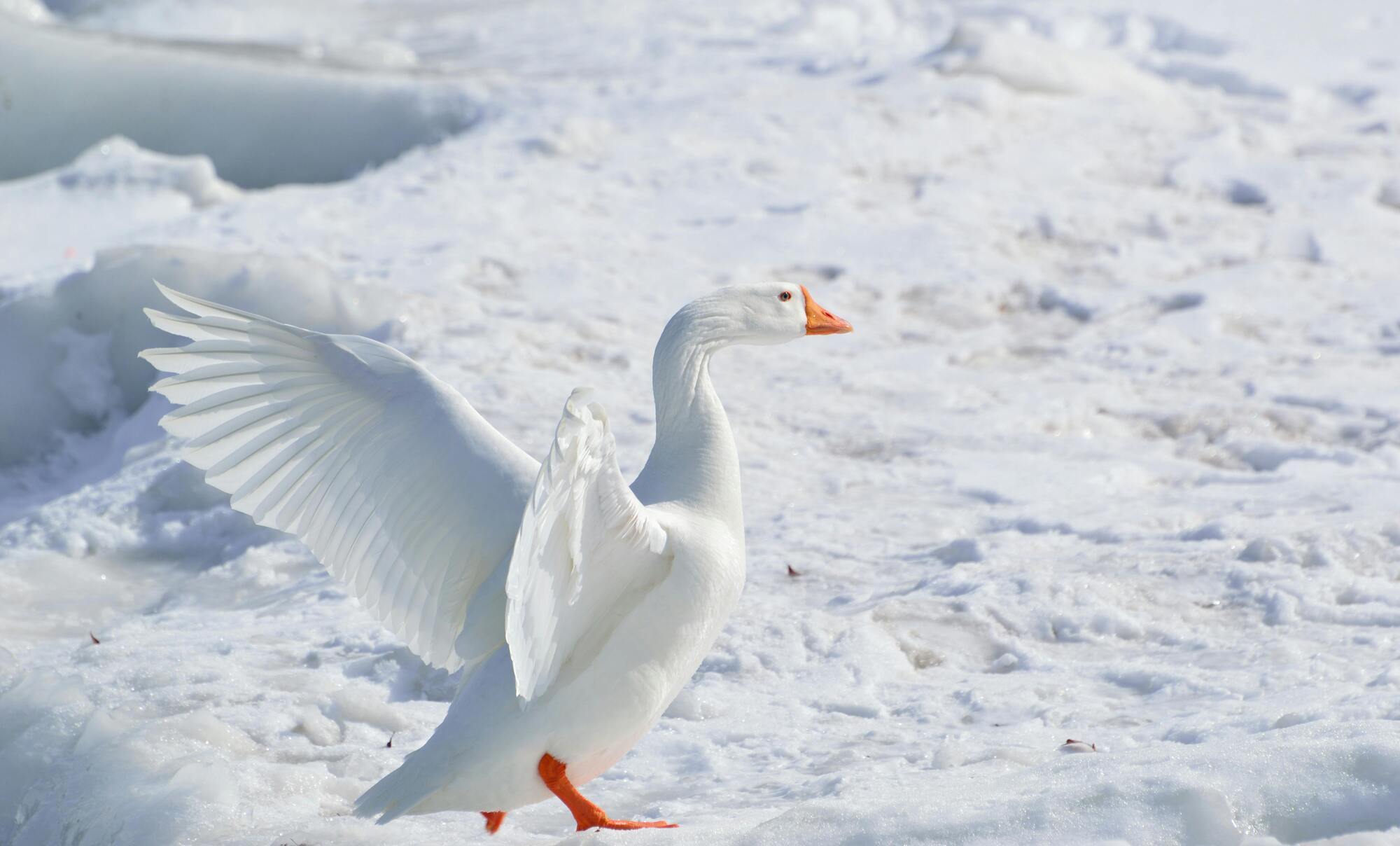 The snow goose is the spirit animal of Cancer