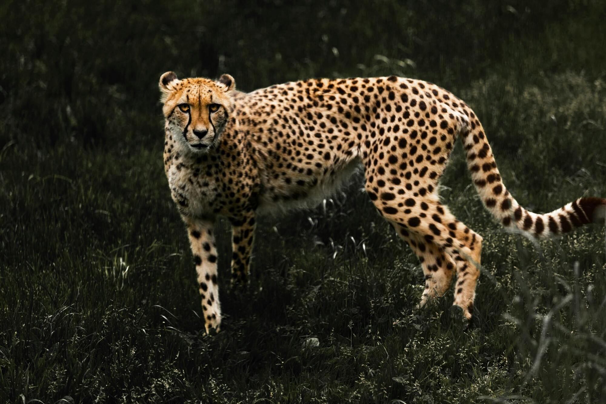 The cheetah is the spirit animal of Aries