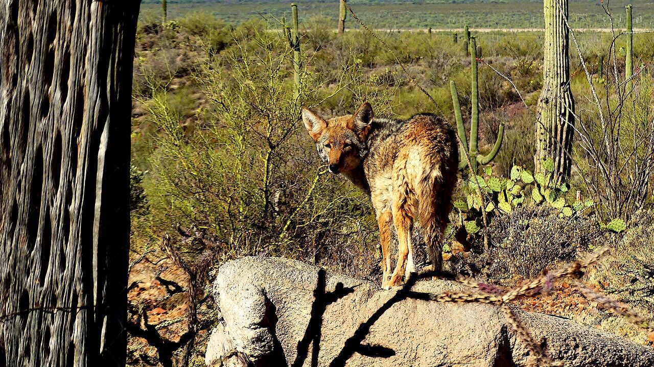 Coyote – the significance of the encounter