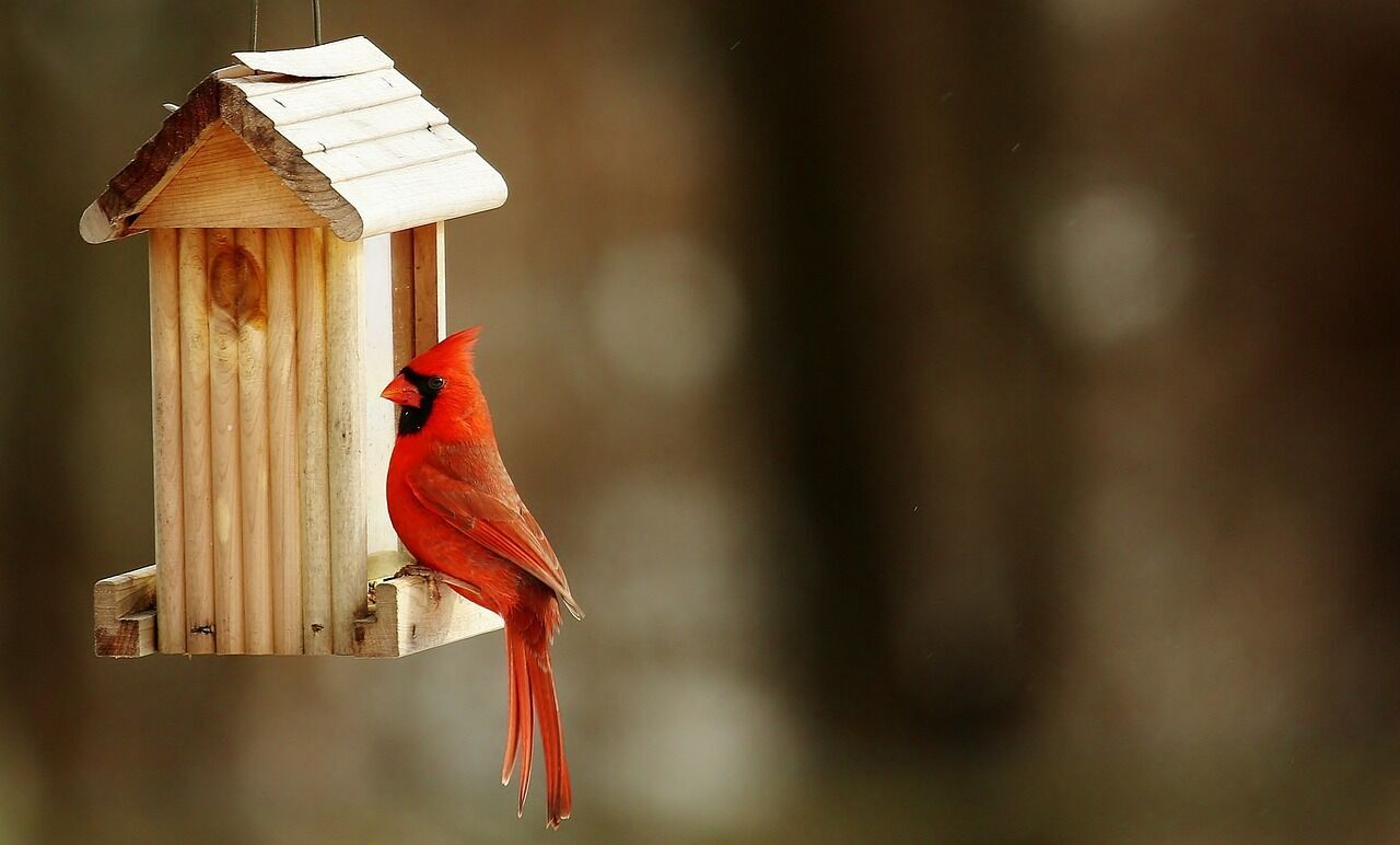 Dead bird is a meeting place