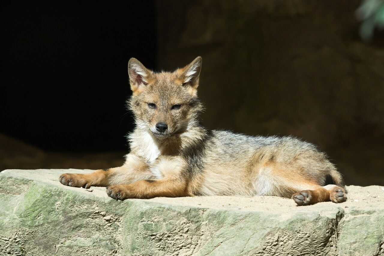 Coyote totem animal – significance