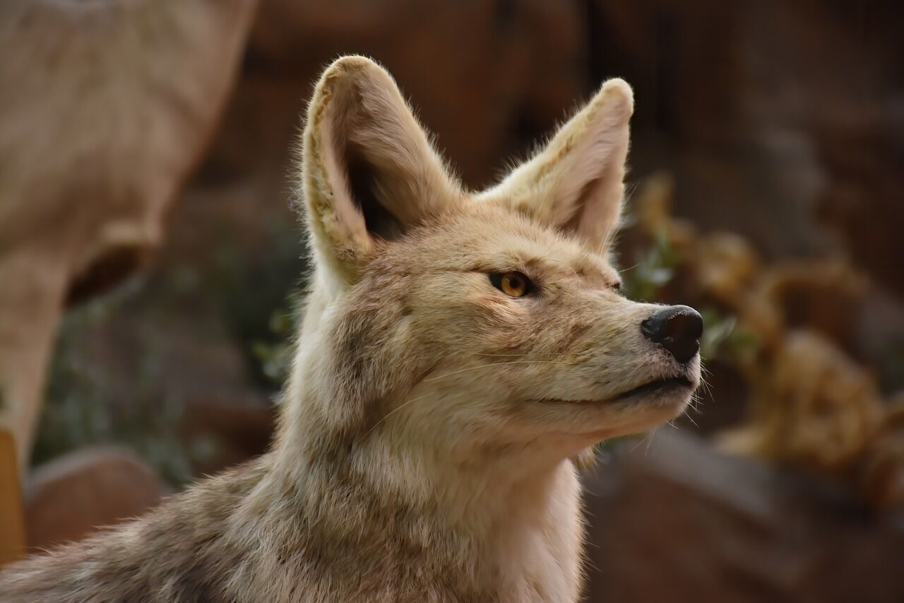 Safety instructions for a coyote encounter