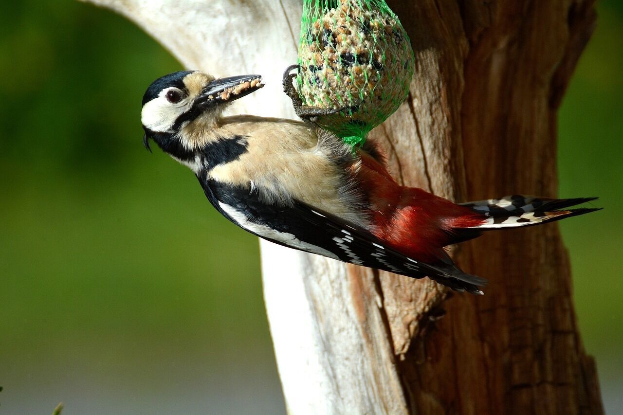 Dead woodpecker meaning