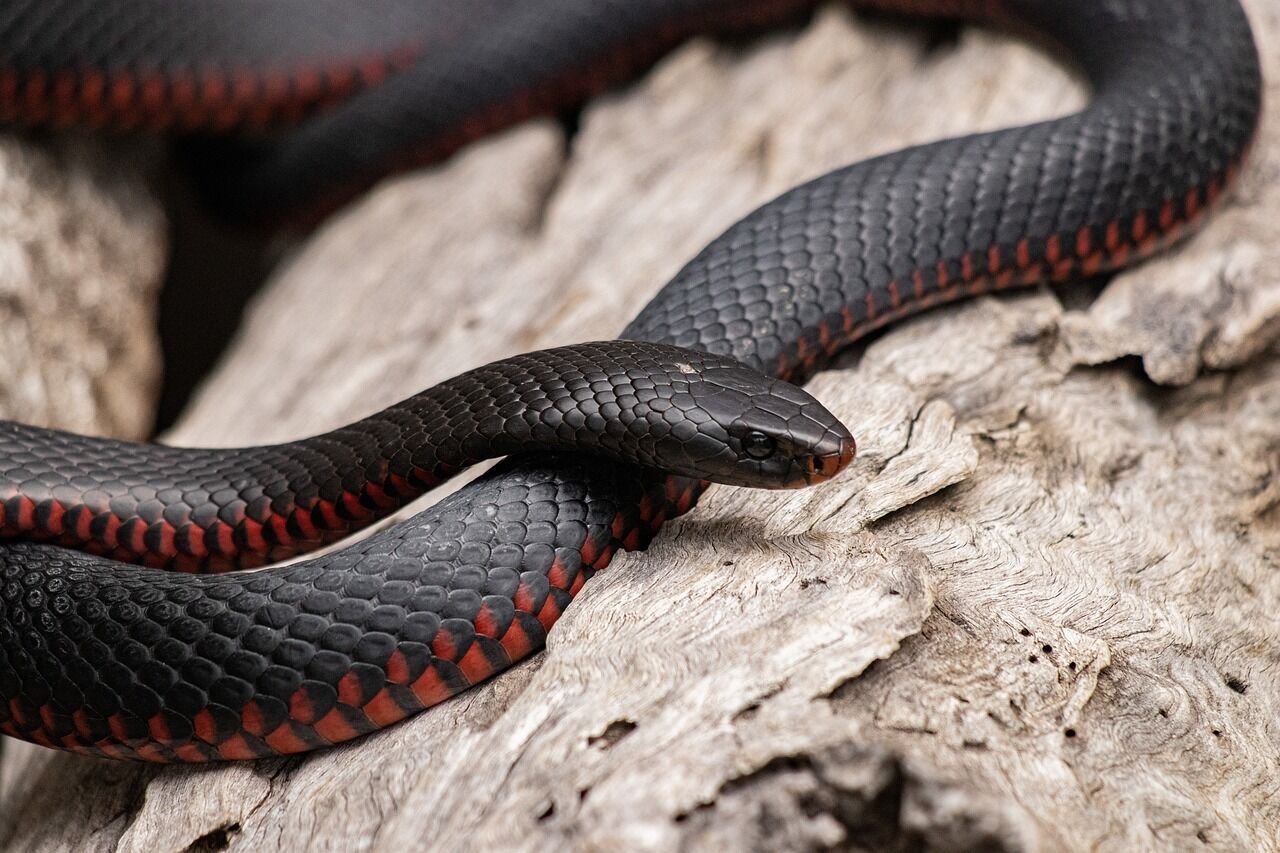 Black snake – meaning