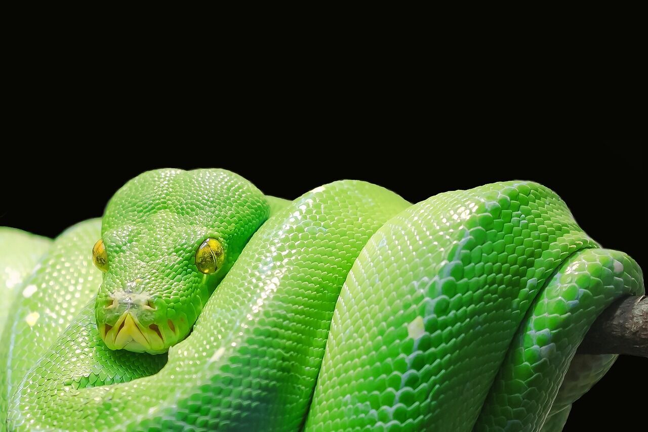 Green snake – meaning