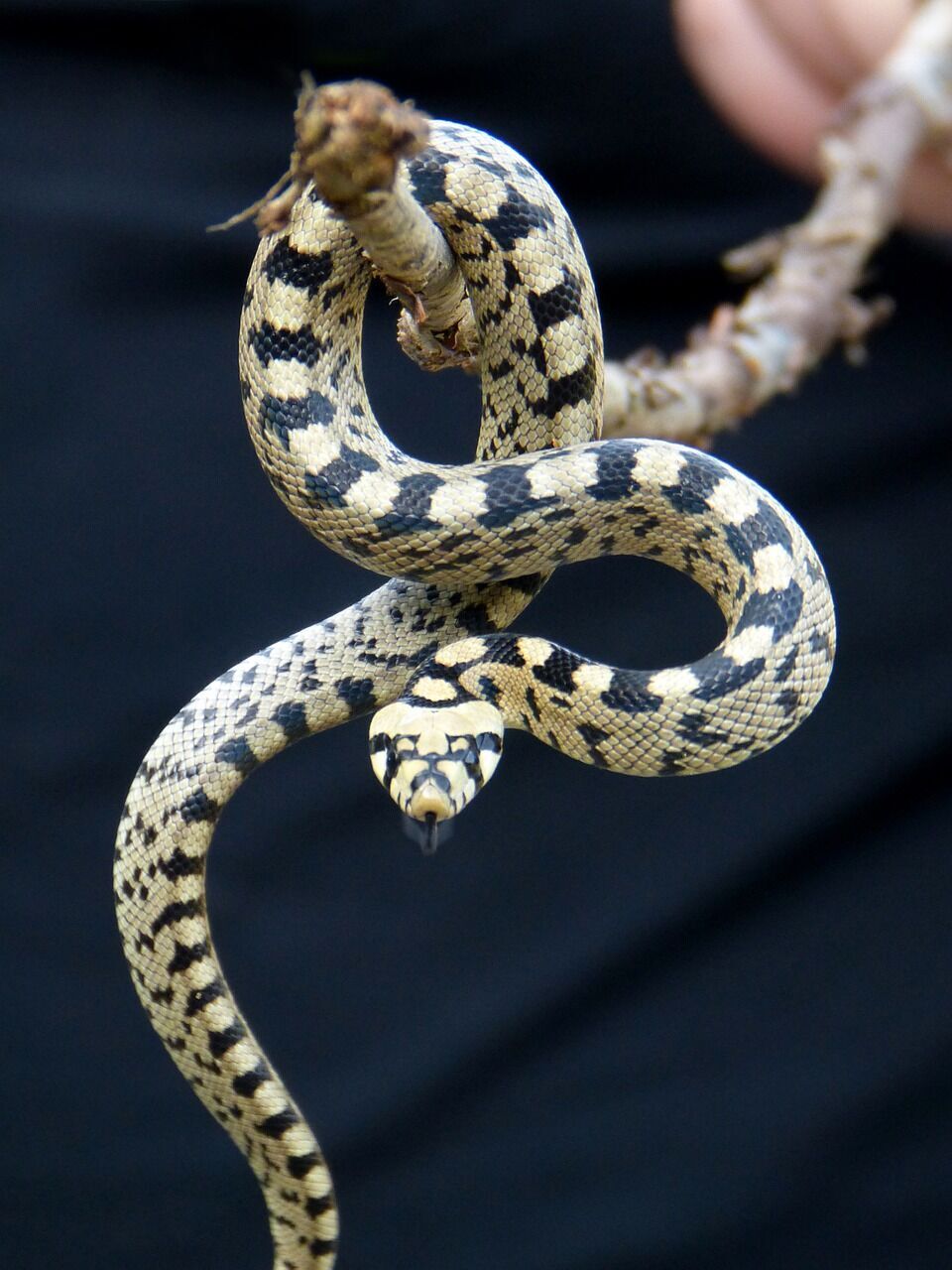 Black and white snake – meaning