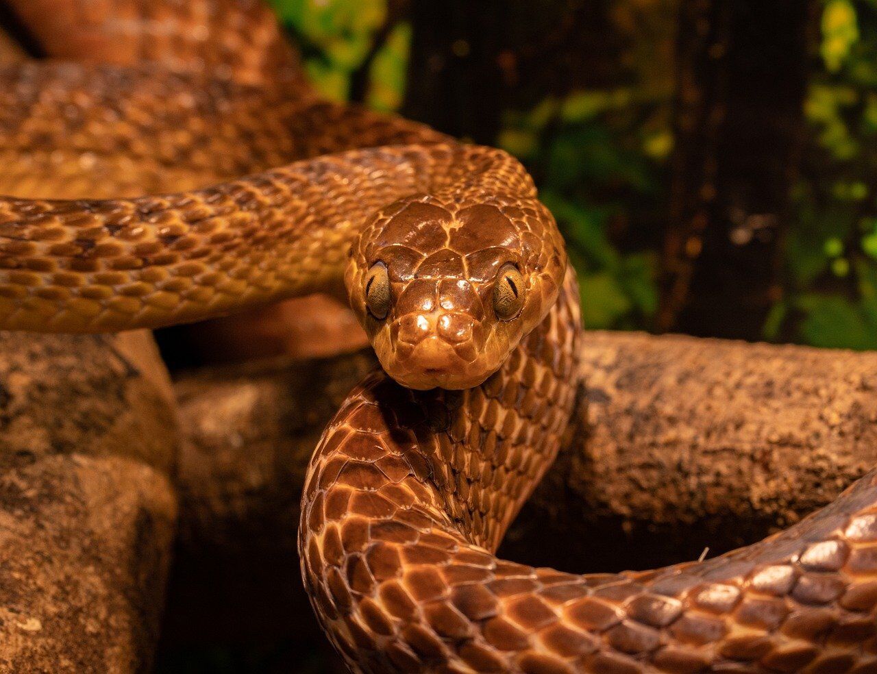 Brown snake – meaning