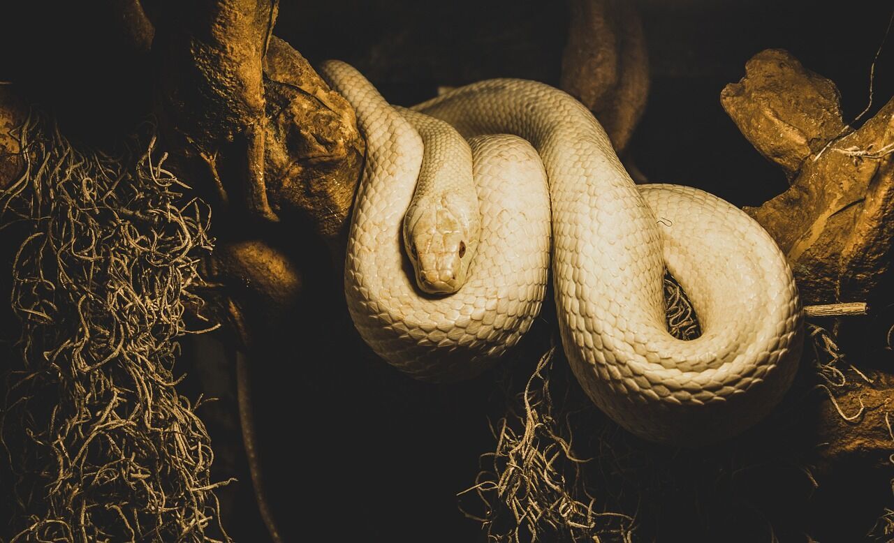 White snake – meaning