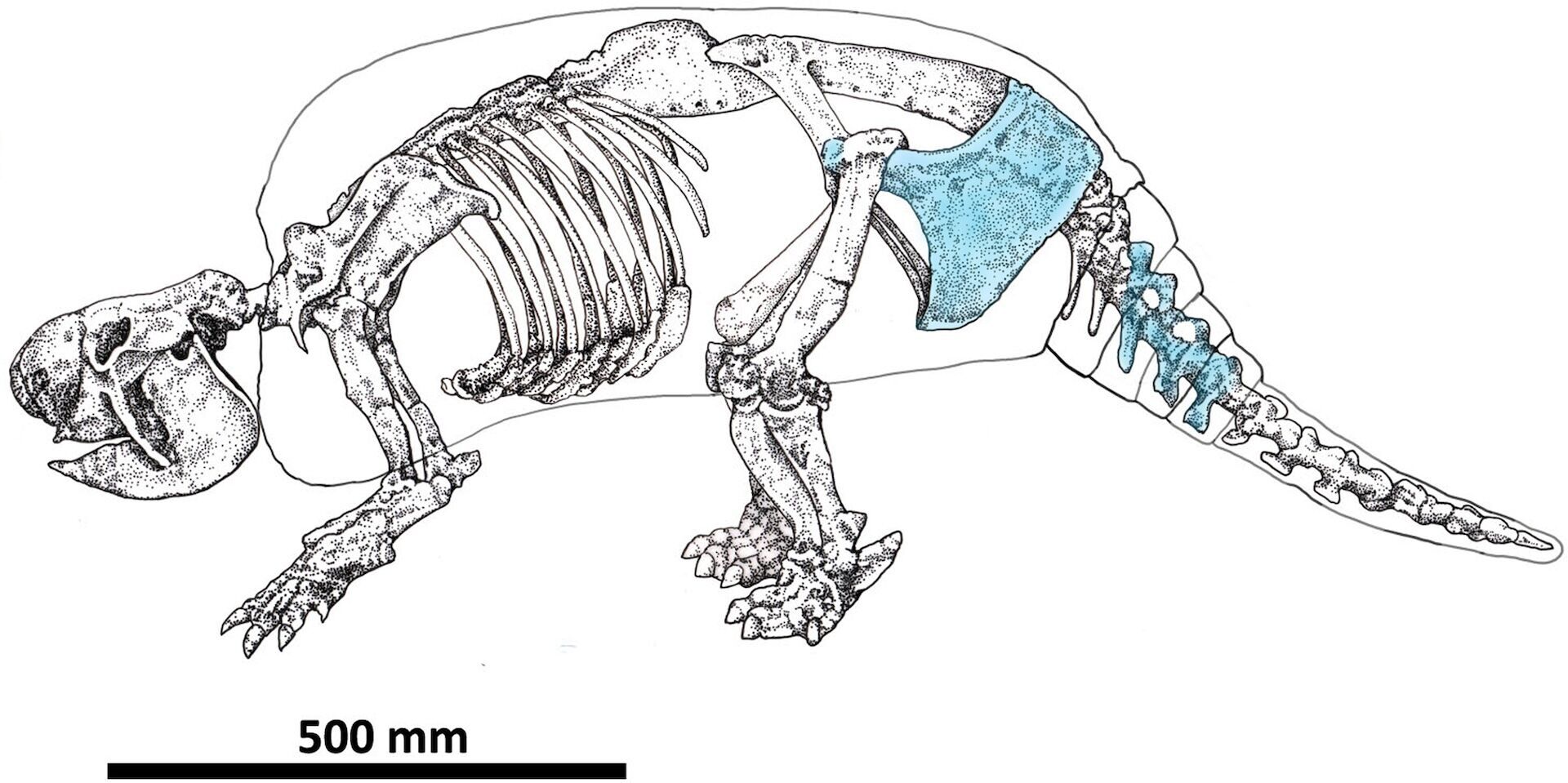 Humans reached Argentina by 20,000 years ago — and they may have survived by eating giant armadillos, study suggests