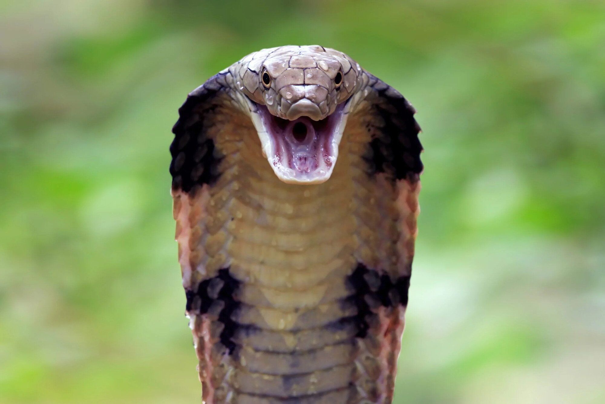 Research shows blood thinners to be effective against cobra venom