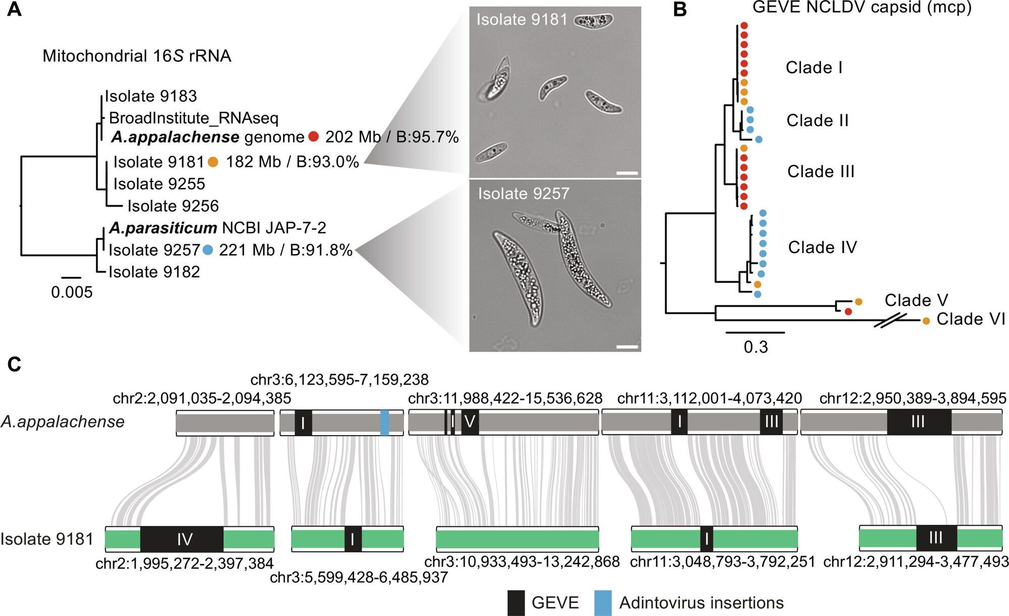 Ancient Insights from Microbes Spark New Understanding of the Evolution of Complex Life