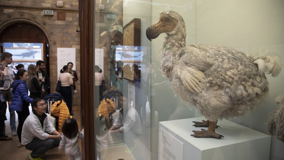 Dodo's extinction