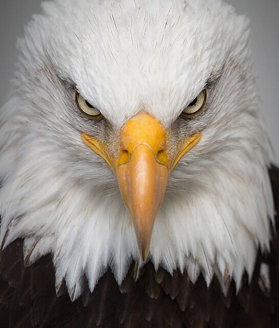 The bald eagle - symbolism.