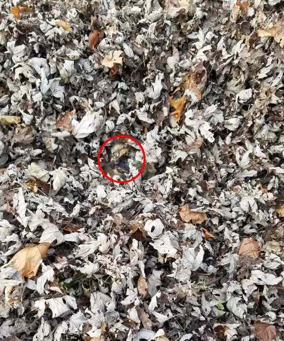 Try to find the hidden cat in this picture to challenge your IQ 