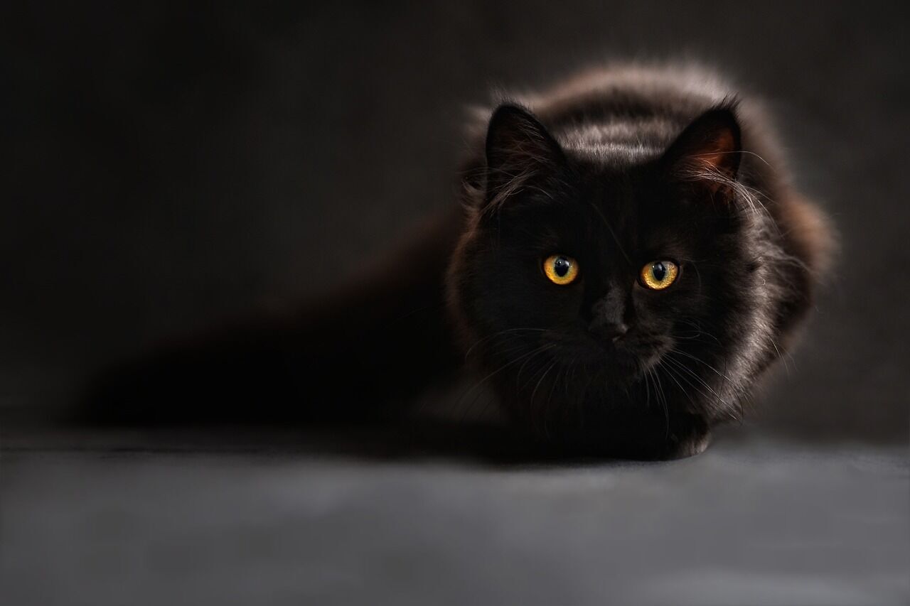 Meaning of a dream with a black cat