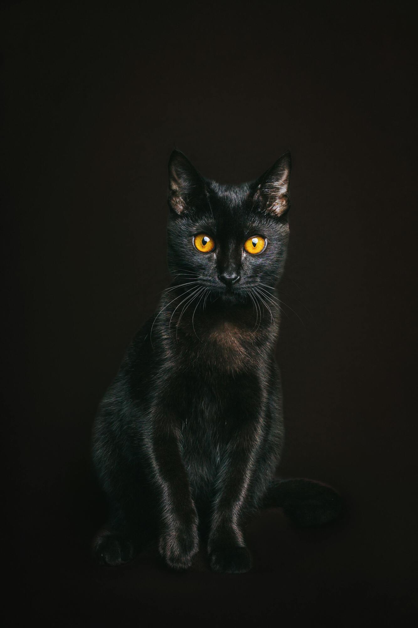 Black cat – protection and defense