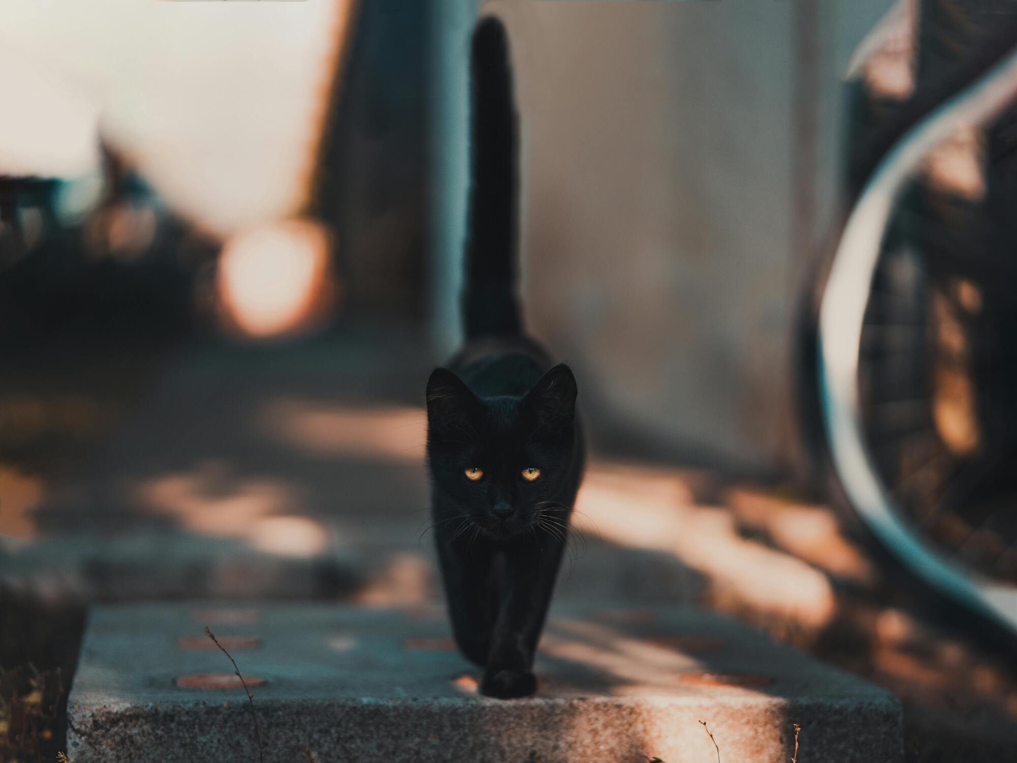 Black Cat – spiritual meanings of the encounter