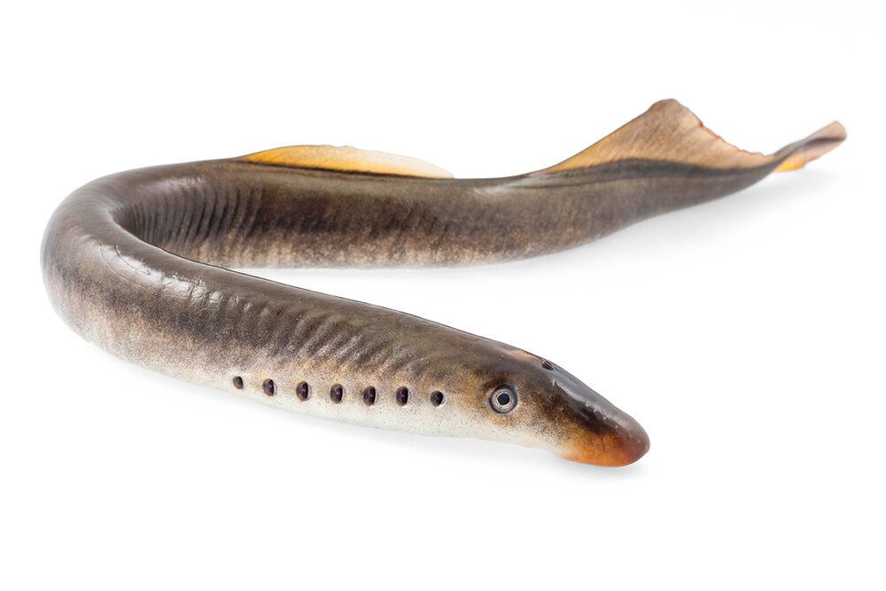 Lampreys possess a fantastic evolutionary origin