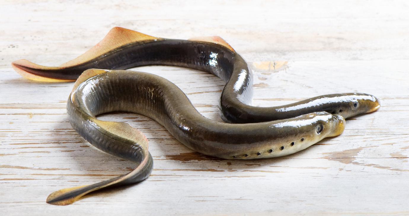 Lampreys possess a fantastic evolutionary origin