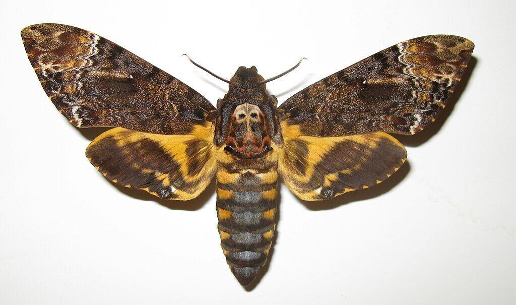 Sphinx moth – meaning