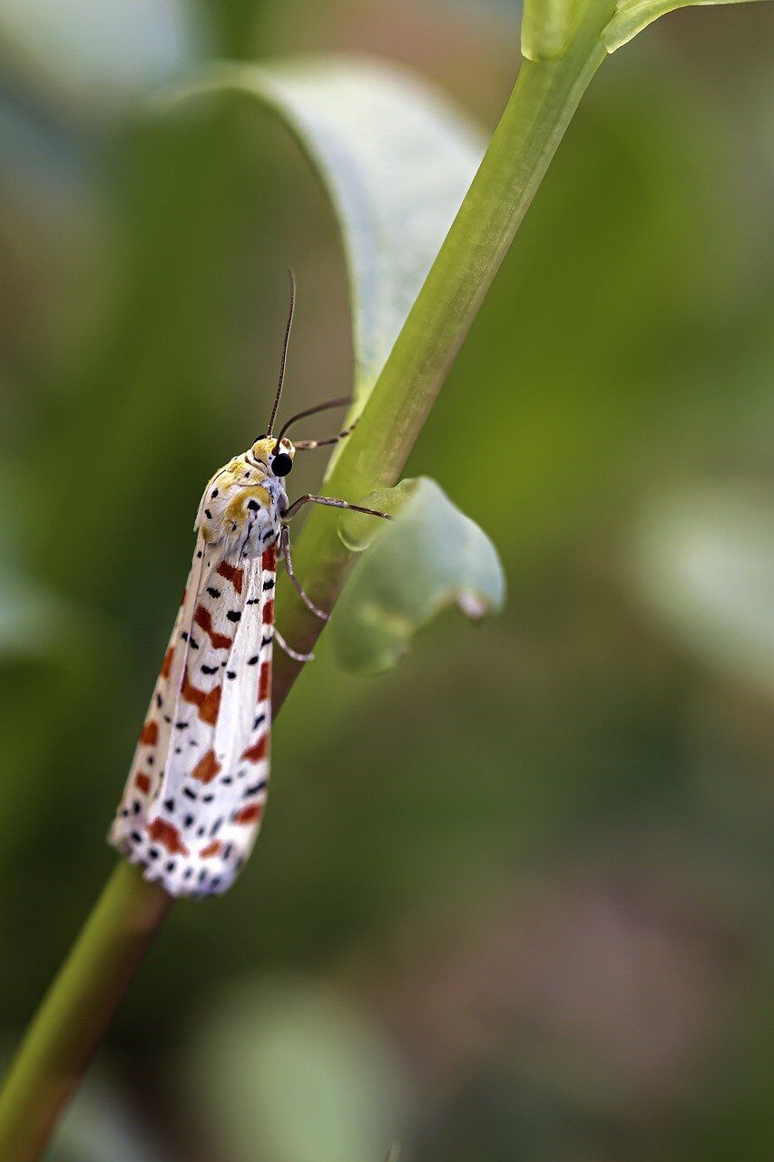 Moth moth
